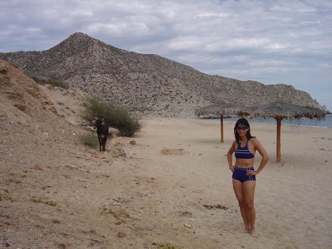 17Dandcow_on_beach