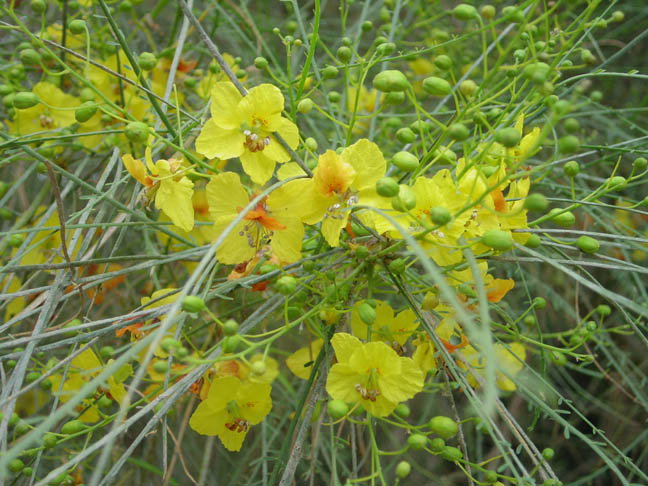20Flower_in_estuary