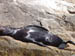 10Sea_lion