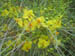 20Flower_in_estuary